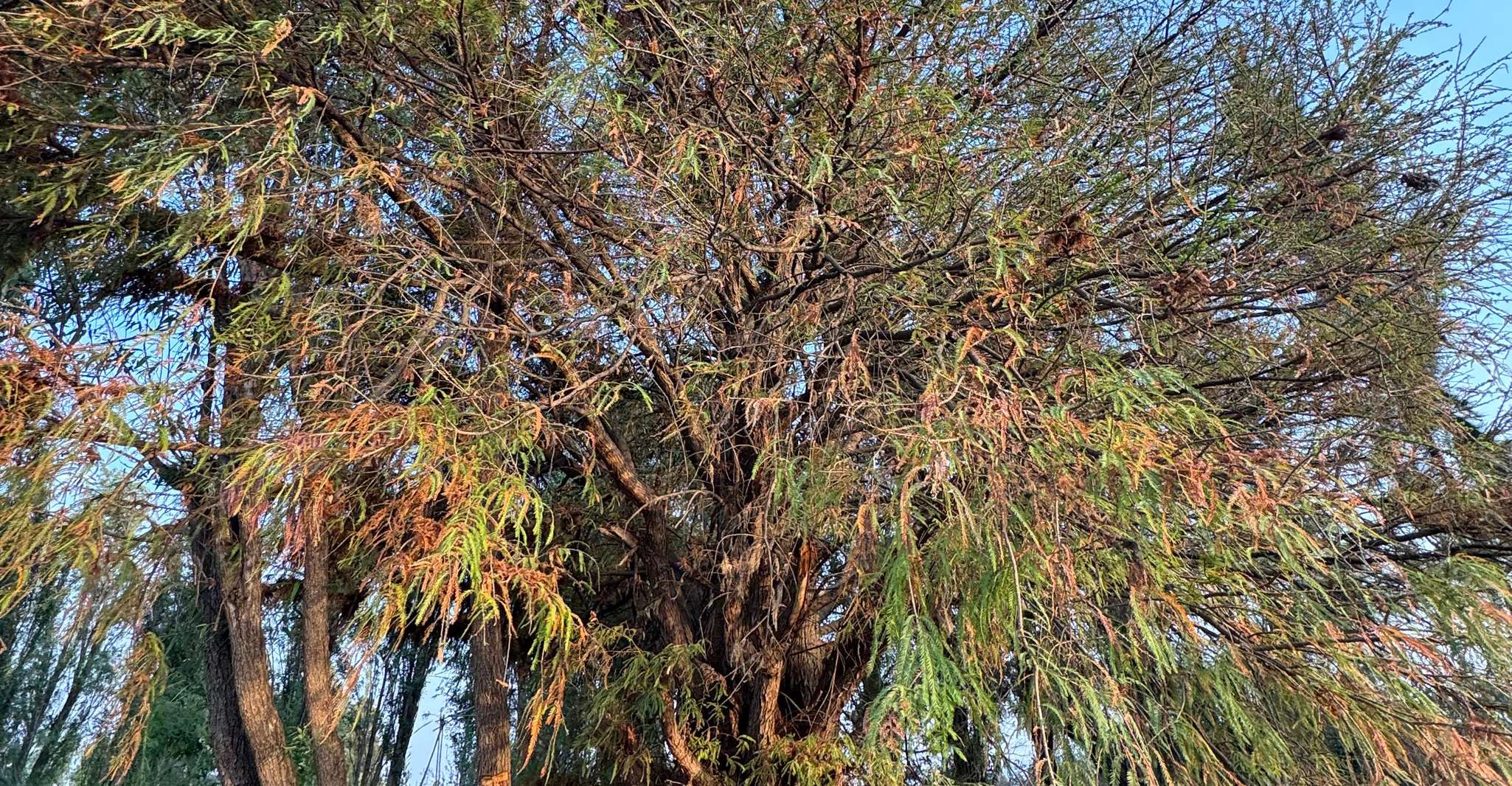 Xochimilco: Axolotl Sanctuary — photo 6
